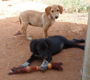Theseus's sisters at the pet hotel in Kefalonia enjoy a toy donated by a friend.