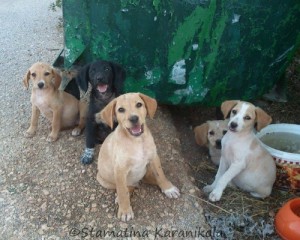 Theseus, front and center, with his four litter mates, surviving near a rubbish bin thanks only to daily visits from a young Greek Good Samaritan.