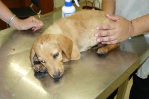 First visit to veterinarian, at about 8 weeks old