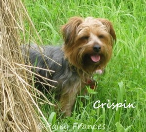 Paley Crispin grass wm crop