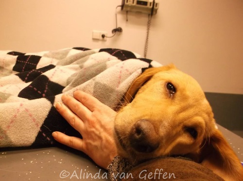 Causing panic or saving lives? Controversy over rescued puppy’s gruesome death