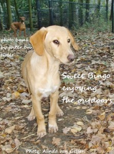 Test results so far for Bingo, a rescued puppy killed by mysterious illness