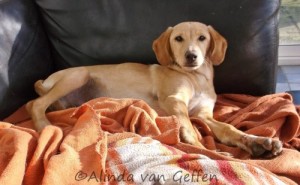 Theseus led a princely life during the weeks with his foster mom.