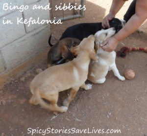 More test results for Bingo, a rescued puppy killed by mysterious illness