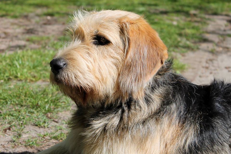 Patience brings rewards in animal rescue: chained puppy freed, finds loving home