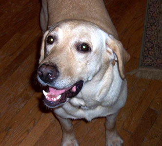 "One day a gentleman came to see what dogs we had at our kennel," wrote the Dogs Deserve Better rep who rescued "Q" (renamed Dakota). "He heard Dakota's story and he said, 'I cannot leave him here after hearing about his life.' We knew at that point that the prayer we had been saying for so long had been answered. Dakota is now a family member. He sleeps in the bedroom. He plays with his canine brothers, who are also rescues. He watches the rescued horses and cats as they play and roam in their huge and beautiful yard." Photo: Dogs Deserve Better
