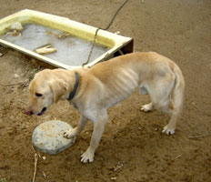 "'Q' lived outside on a chain from the time he could walk until he was four years old," wrote a Dogs Deserve Better rep. "Four years of enduring the intense summer heat, the cold winter nights, the sleet, the rain, the snow, and everything in between. Enduring the weather is one thing, but Q managed to do it with minimal food, negligible water, and absent love." Photo: Dogs Deserve Better