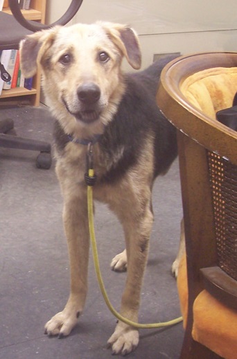 Doogie after rescue Photo: Dogs Deserve Better