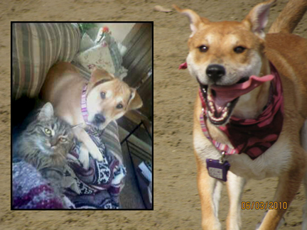 “She is truly the most gentle spirit I have ever known,” wrote Nala's adopter. “Though she doesn't fully trust all humans, Nala is friend to every animal big and small. She adores/annoys the rabbit, has made best friends with many cats (I like to call her Nala, Cat Whisperer) and has even befriended a couple of horses. She is also an angel around children, which has inspired me to train her to become a therapy dog. Thanks so much to DDB for rescuing my soul mate!”