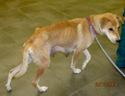 “She was chained to a tree, 29 pounds (should have been 60), AND suffering from heart worm, all while managing to nurse her litter of pups,” wrote Nala's adopter. “That was, of course, until Dogs Deserve Better came to her rescue.” Photo: Dogs Deserve Better