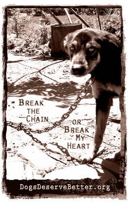 "Their abuse is much more subtle, no less insidious. They may not be in immediate danger of death. But death of the soul is still death to me. And they are dying out there, piece by piece, hour by hour." ~ Tamira Thayne on chained dogs