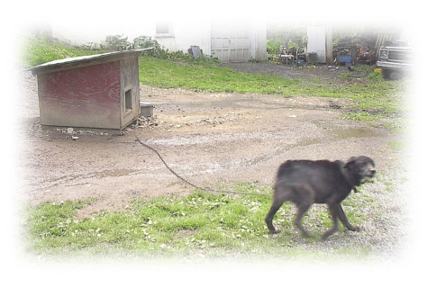 "Worthless" before rescue Photo: Tamira Thayne