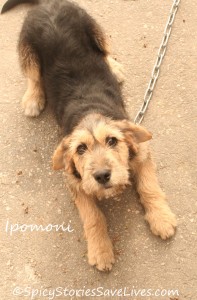 Chained and lonely puppy