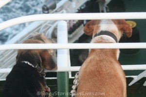 Ipomoni and foster sister Jorja/Granger on the ferry boat during the journey from Kefalonia to their new homes in the Netherlands.