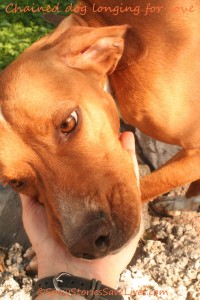 Sweet chained dog on Greek island of Nisyros was one of the inspirations for "Unchain My Heart."