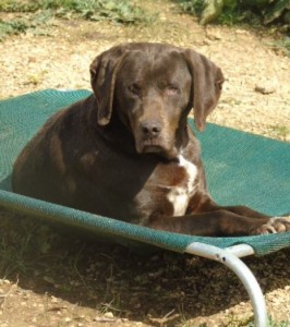 Choccy was nursed back to health at Animal Rescue Kefalonia (ARK). Her blindness cannot be cured but overall she is doing very well. “The biggest and most special change we have seen in Choccy just in the last few months,” writes ARK volunteer Melissa Beamish, “is that she has finally become comfortable and happy to be in the company of the people she knows and trusts, and has even started to greet us now at the gate. She shakes her little bottom and her tail starts to wag, she allows us to be affectionate with her, and she finally seems more confident, and genuinely happy to be alive.” Photo: Melissa Beamish