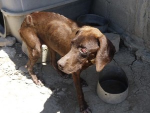 Marina Machado Kappatou of Animal Rescue Kefalonia (ARK) with the help of Peter Lee, John and Chris Ellett and the local police removed Choccy from a farm on the island where she and several other dogs were kept on chains, in filth, without proper food or water, emaciated, and in extremely poor health. Choccy suffered from Leishmaniasis, which blinded her and caused other severe health issues. Photo: John Ellett