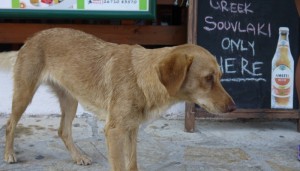Lilly, the street dog who initially interested Ellett in the plight of animals in Kefalonia Photo: John Ellett
