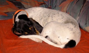 Loudi in her forever home, feeling much better