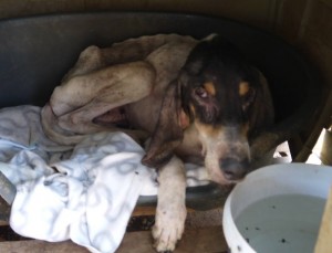 Loudi was another unfortunate dog kept on a chain at the farm. Here she was right after her rescue, badly emaciated and ill.