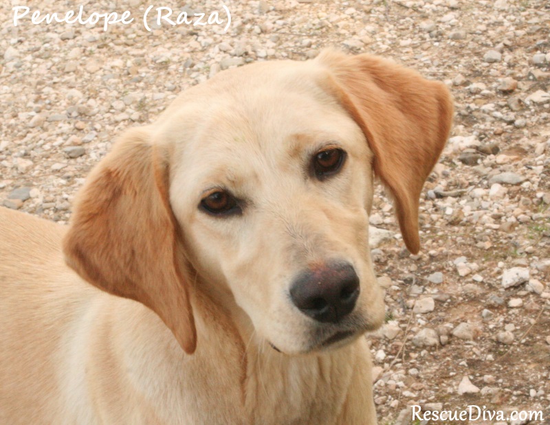 The patience of Penelope: a Greek street dog’s odyssey from abandoned to adored (Part 1)