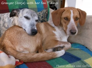 Granger (formerly Jorja) found love and fun in the home of Alinda van Geffen with the rest of her forever family, thanks to Stichting AAI. Photo: Alinda van Geffen