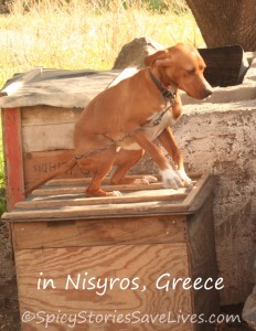 Lonely dog tangled in his chain in isolated field on the island of Nisyros, Greece