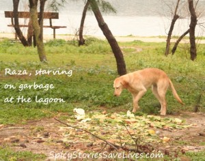 The first time we saw Penelope (now named Raza), she was trying to survive off garbage dumped at the lagoon in Kefalonia. Later she found her way to the Animal Rescue Kefalonia (ARK) shelter, then Spicy sponsored and organized her vetting, boarding, and trip to the Netherlands.