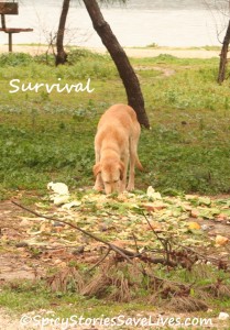 Penelope foraged for food in the rubbish dumped at the lagoon