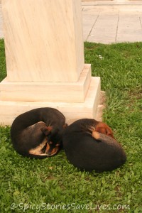 Spicy Meme Rescues Kali 2 dogs curled up next to statue outside museum 122612 crop 800