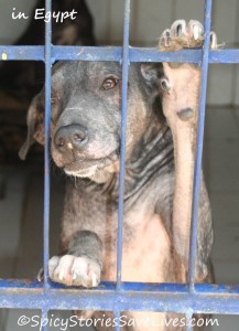 Dog with mange in treatment at Egyptian Society for Mercy to Animals in Cairo, Egypt