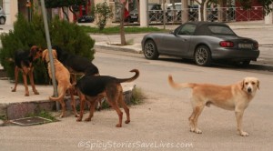 Spicy Meme Rescues Kali chased by dogs 2 122412 crop 800