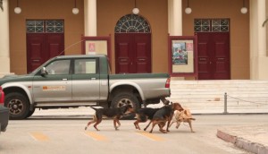 Spicy Meme Rescues Kali chased by dogs 3 122412 crop 800