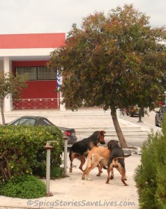 Spicy Meme Rescues Kali chased by dogs 5 122412 crop 800