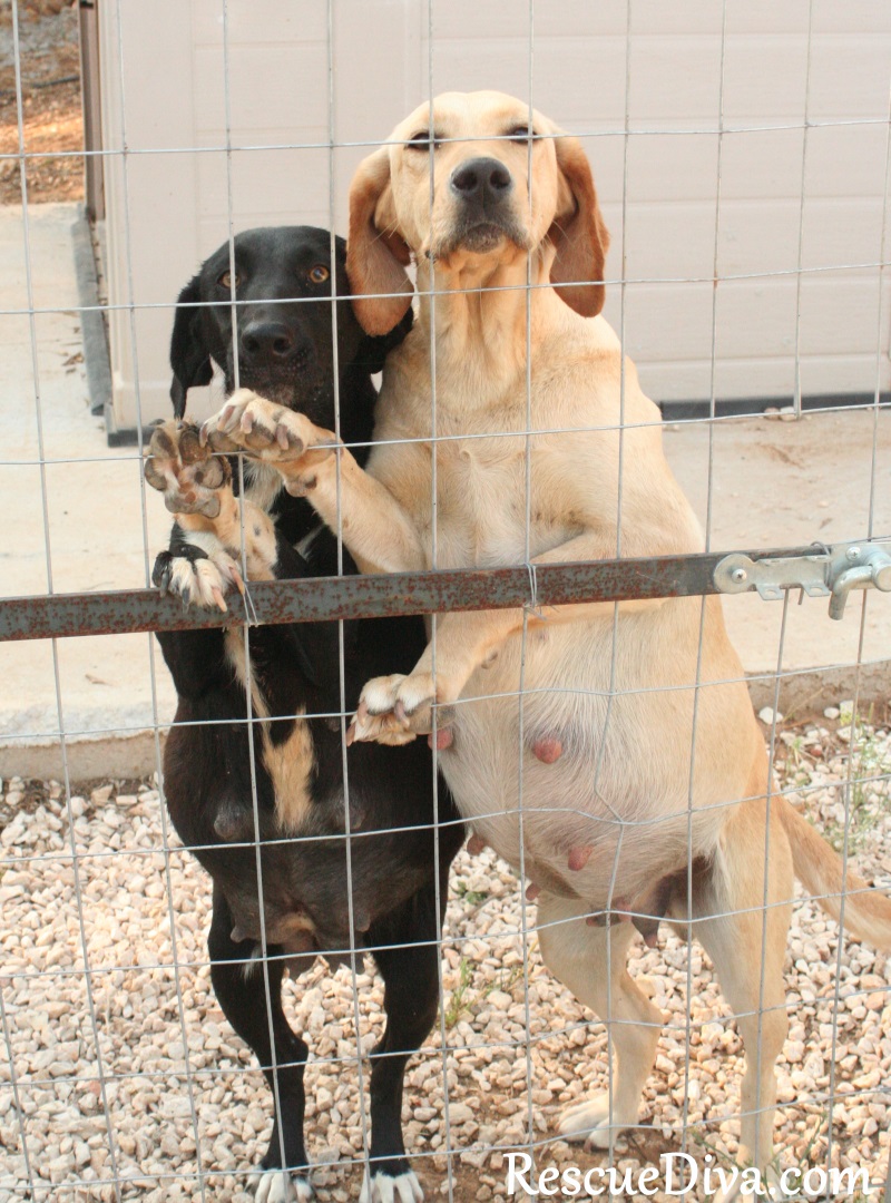 The patience of Penelope: a Greek street dog’s journey from abandoned to adored (Part 3)