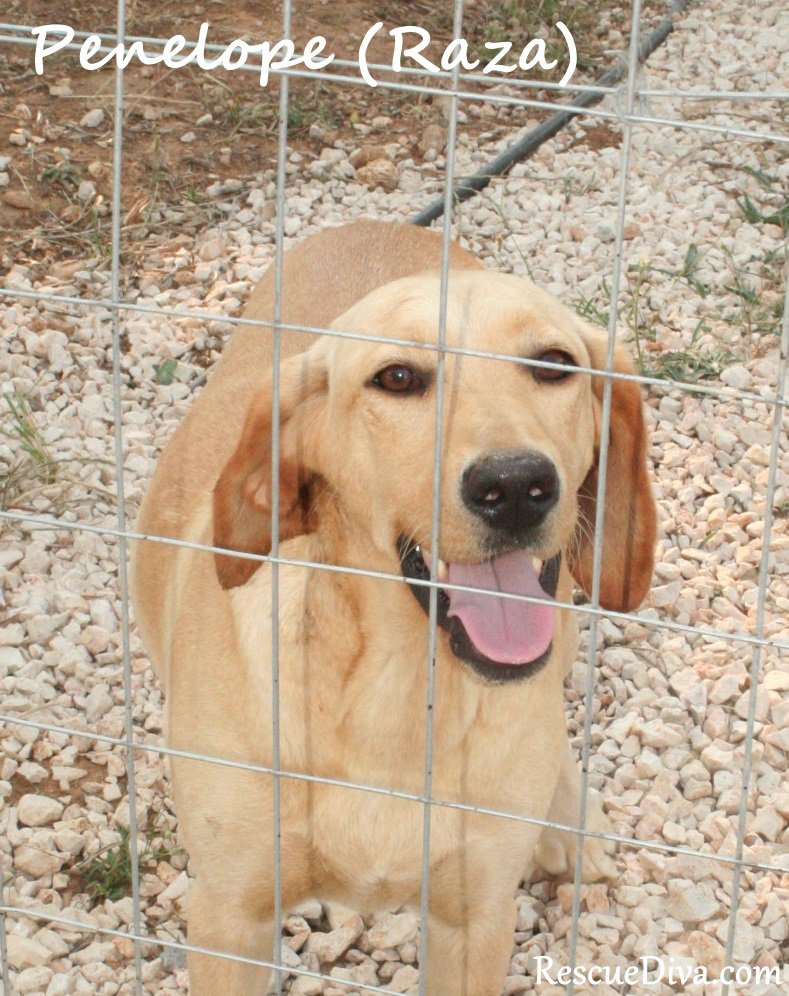 The patience of Penelope: a Greek street dog’s odyssey from abandoned to adored (Part 2)