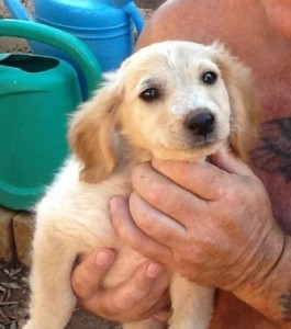 One of the Lucky 7 puppies, co-sponsored by Rescue Diva and an anonymous donor, in the loving hands of Keith Preston. Photo by Julia Preston