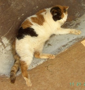 Julia and Keith kindly adopted elderly Mumcat, one of the cats left behind when we had to take my ill aunt and uncle from their home in Kefalonia back to the U.S.