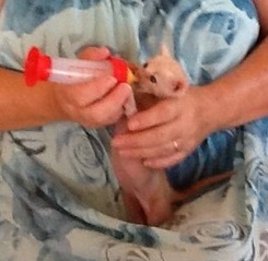 Hand-raising an orphaned kitten required round-the-clock feedings and attention, which Julia does with not only love but also amazingly good cheer.