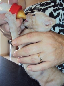Julia raising yet another tiny orphan.
