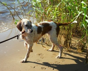 Rhea enjoying life with her forever family Photo courtesy Ingrid Kramer