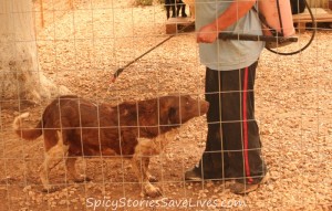 The shelter manager, a volunteer, worked impossibly long hours to complete the many daily chores like dousing the dogs and the grounds with insecticide, since there was no money for the safer and more effective types of pest control.