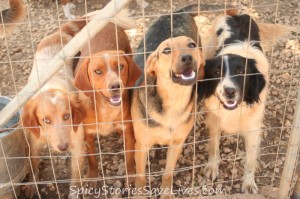 Just a few of the many other beautiful animals at the impossibly underfunded shelter, all needing food, health care, and love from the deeply caring, overworked, all-volunteer staff.