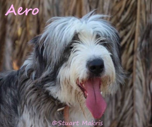 Dumped at airport on Greek island, playful pooch ‘Aero’ seeks forever family