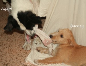 My foster boys Agapi and Barney happily entertained each other in our home on the island, while I struggled to make a new plan for Penelope and her pregnant pen-mate.