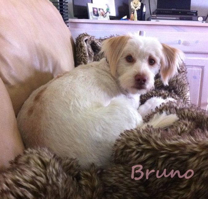Rescue Diva donates to six great animal rescue groups