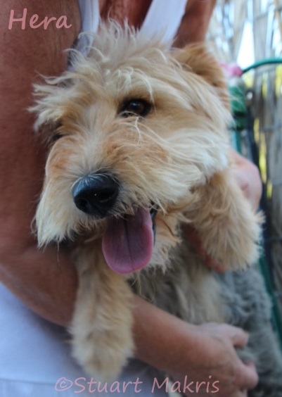 Sweet, pretty griffon dumped in Greece: family promised they’d come back, but never did