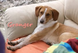Granger (formerly Jorja) is another reason to appreciate these groups. We met Jorja wandering the streets during a brutally cold winter on the Greek island of Kefalonia. After Spicy fostered and sponsored her, Stichting AAI found her a wonderful home for her with adopter Alinda in the Netherlands. Photo: Alinda