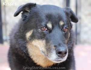 Our beautiful eldest girl back in California was dying of bone cancer. I needed to go home.