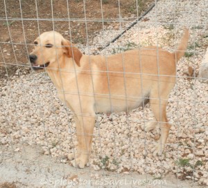 Due to the constant state of emergency at underfunded shelters, mistakes are easily made.